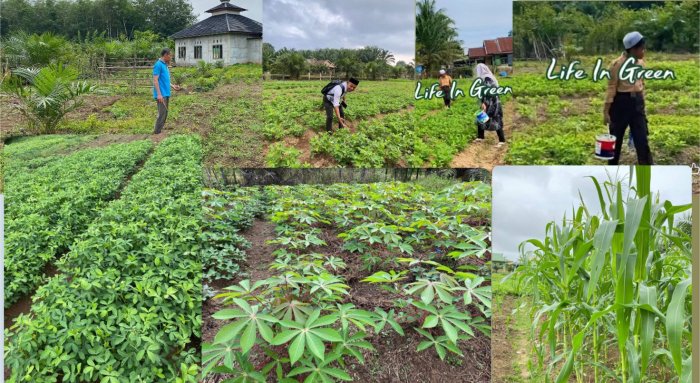 Siwa-Siswi Min 2 Batang Hari Asyik Berkebun Di Madrasah