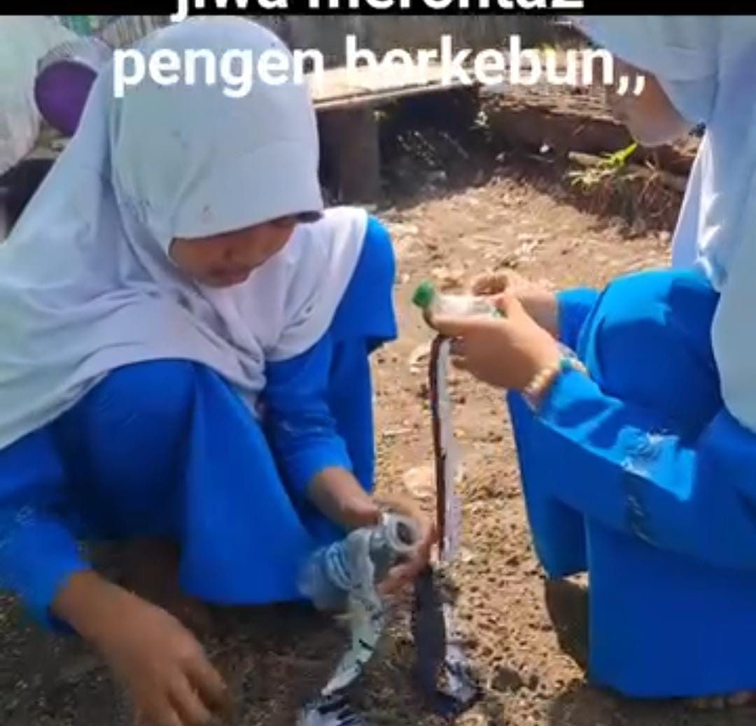 Pemanfaatan Tanah Kosong di Belakang Kelas untuk Berkebun Jagung